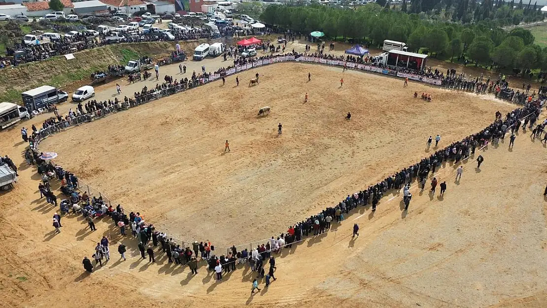 Kemalpaşa’da ‘Boğa Güreşi Festivali’