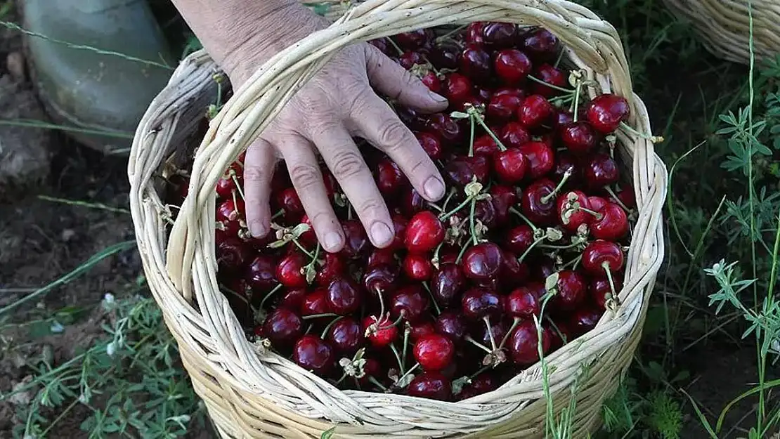 Kiraz ihracatı 200 milyon doları aştı