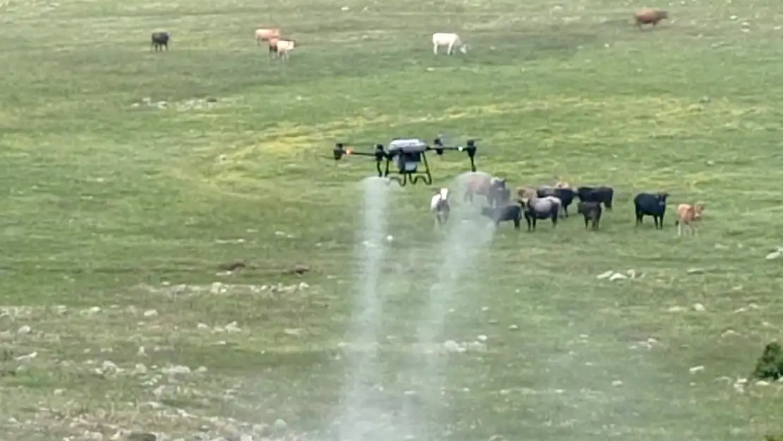 Kırkağaç’ta Çekirgelere karşı dronla ilaçlama