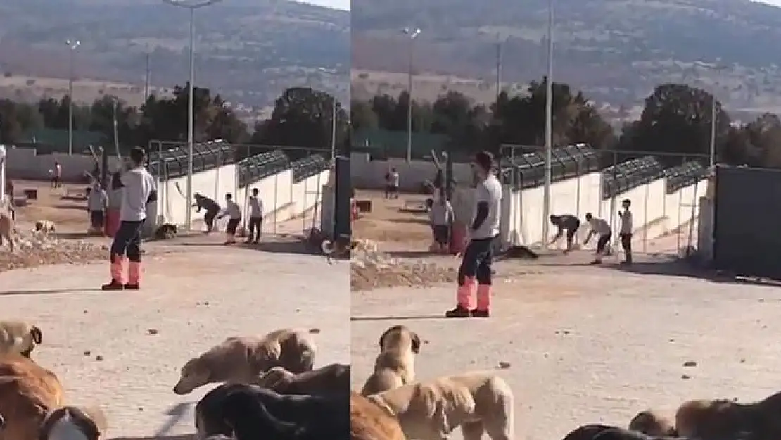 Konya’daki köpek ölümüne 1 yıl 3 ay hapis geldi, hükmün açıklanması geriye bırakıldı