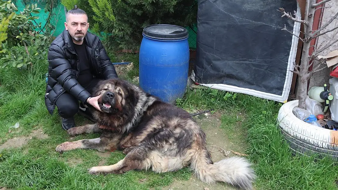 Köpeği çalamayınca vurdu!