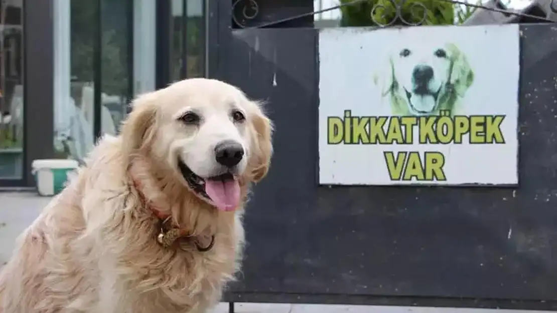 Köpeğin havlaması sahibine pahalıya patladı