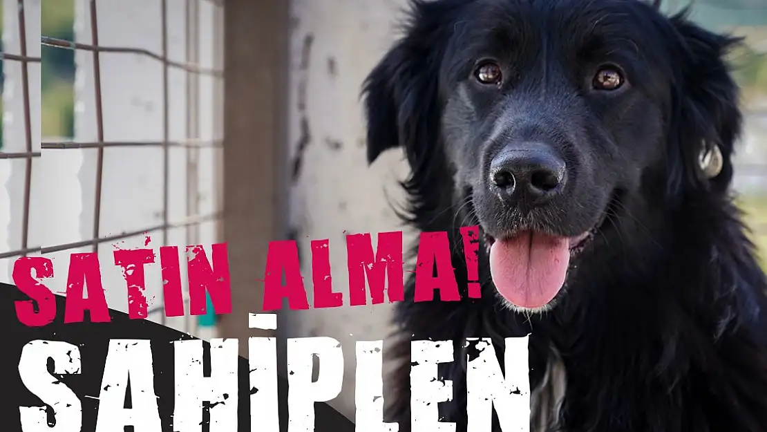 Köpek istiyorsanız barınaktan sahiplenin