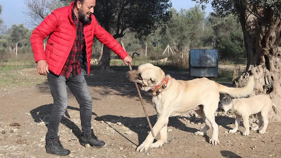 Köpek saldırıları için uzmanı uyardı!