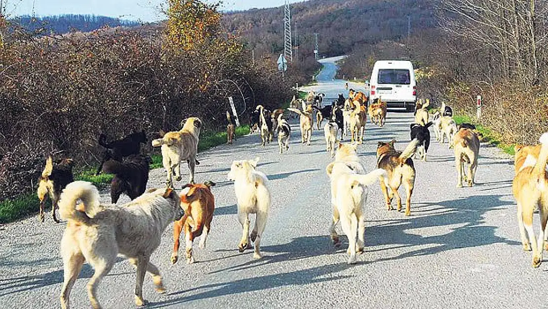 Köpekler neden kovalar?