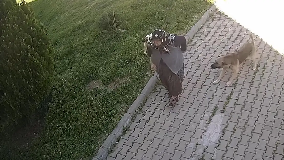 Köpeklerden kaçan yaşlı kadın merdivenlere düştü