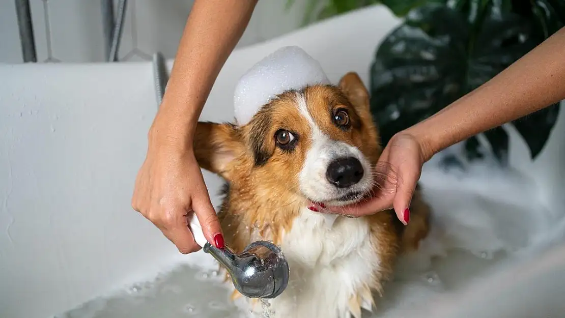 Köpeklere sık banyo yaptırmayın uyarısı