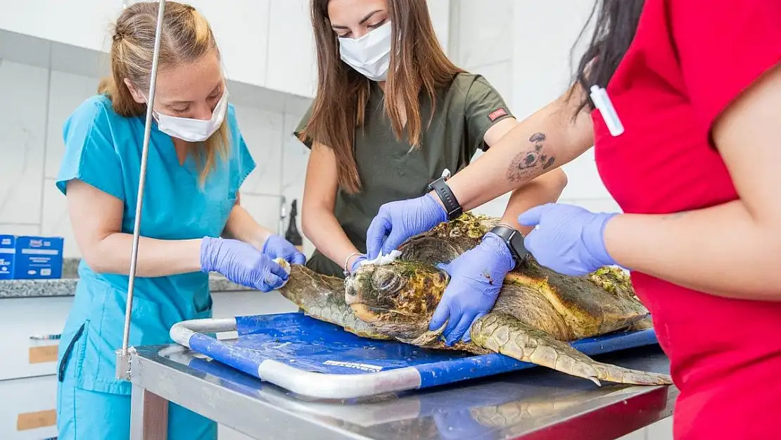 Körfez'deki yaralı Caretta caretta kurtarıldı