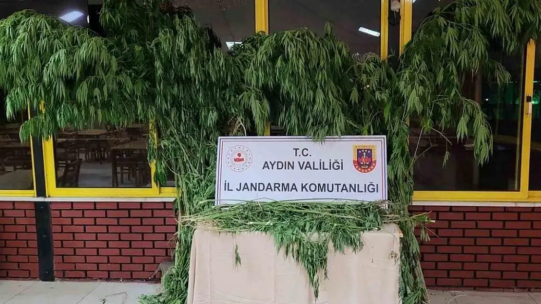 Köşk'te jandarmadan uyuşturucu operasyonu