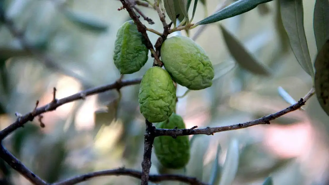 Kuraklık zeytin ve zeytinyağı üretimini olumsuz etkiliyor