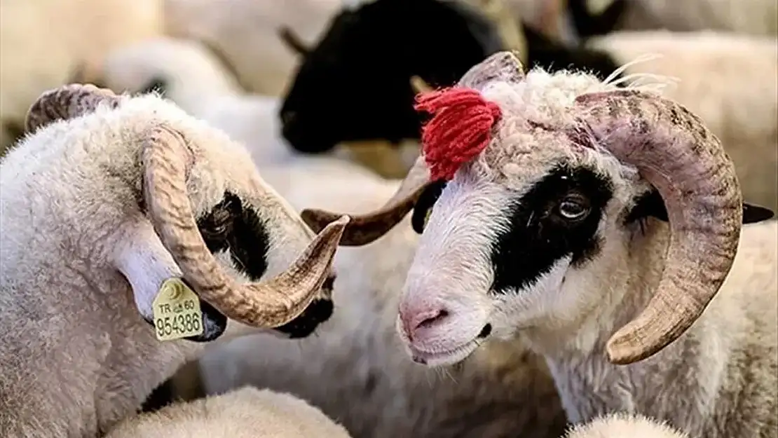 Kurban Bayramı kapıda! Et tüketirken mutlaka dikkat etmeniz gereken altın kurallar...