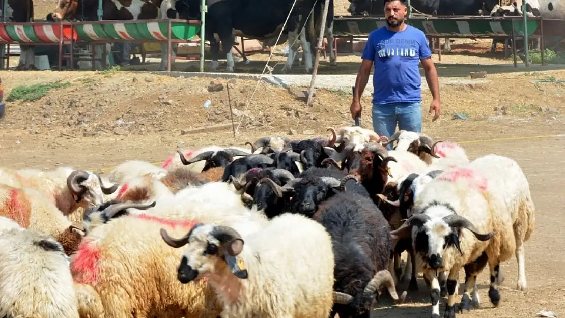 Kurban kesim fiyatları belli oldu: Korsan kasap uyarısı geldi!