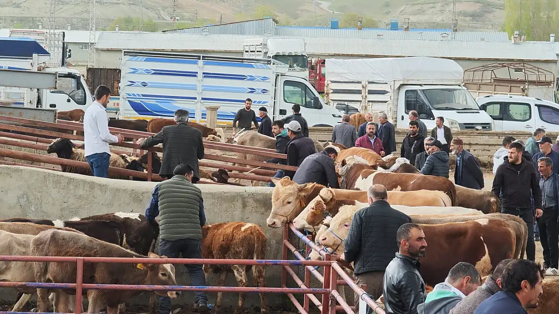 Kurban pazarları hareketlendi! İşte 2025 kurbanlık fiyatları