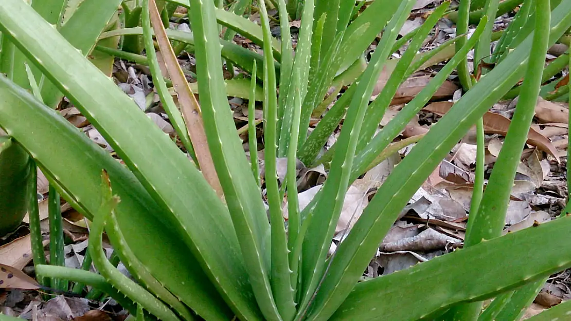 Kuruyan Aloe Vera bitkisini canlandıran mucize yöntem!