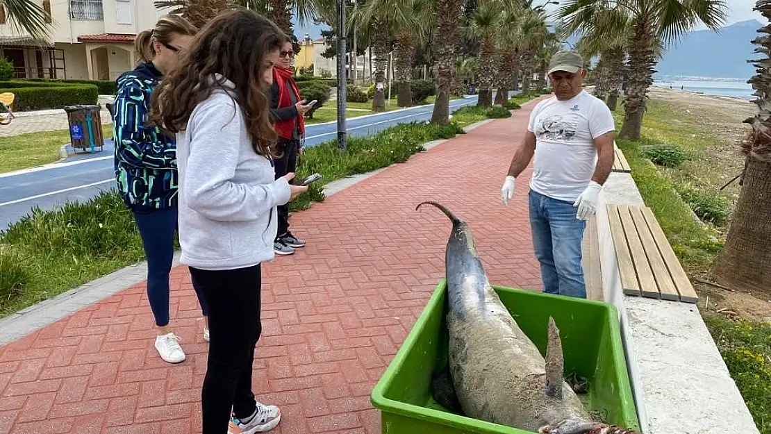 Kuşadası’nda ölü yunus karaya vurdu