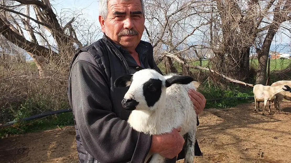 Kuzularının kesilmesine razı olmadı