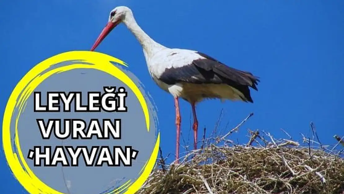 Leyleği vuran ‘HAYVAN’