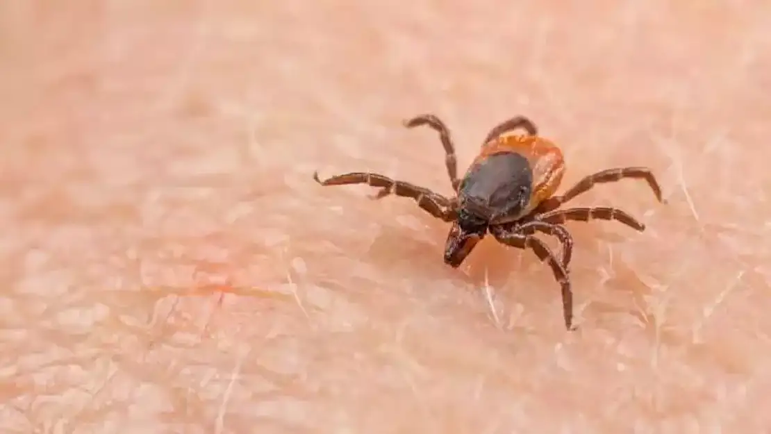 Lyme ve KKKA'ya karşı korunmanın yolları neler? Keneye karşı 7 hayati önlem   