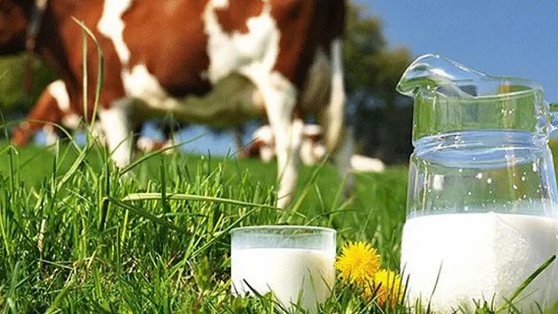 Manda sütü üretiminde patlama: TÜİK rakam paylaştı