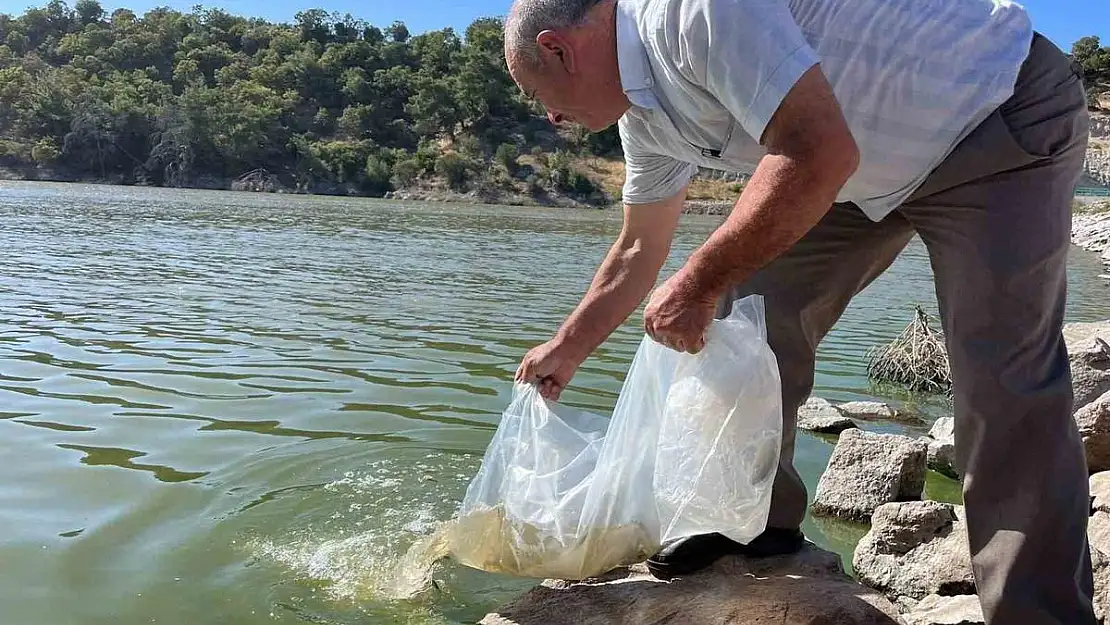 Manisa’da 30 bin yavru sazan balığı göletlere bırakıldı