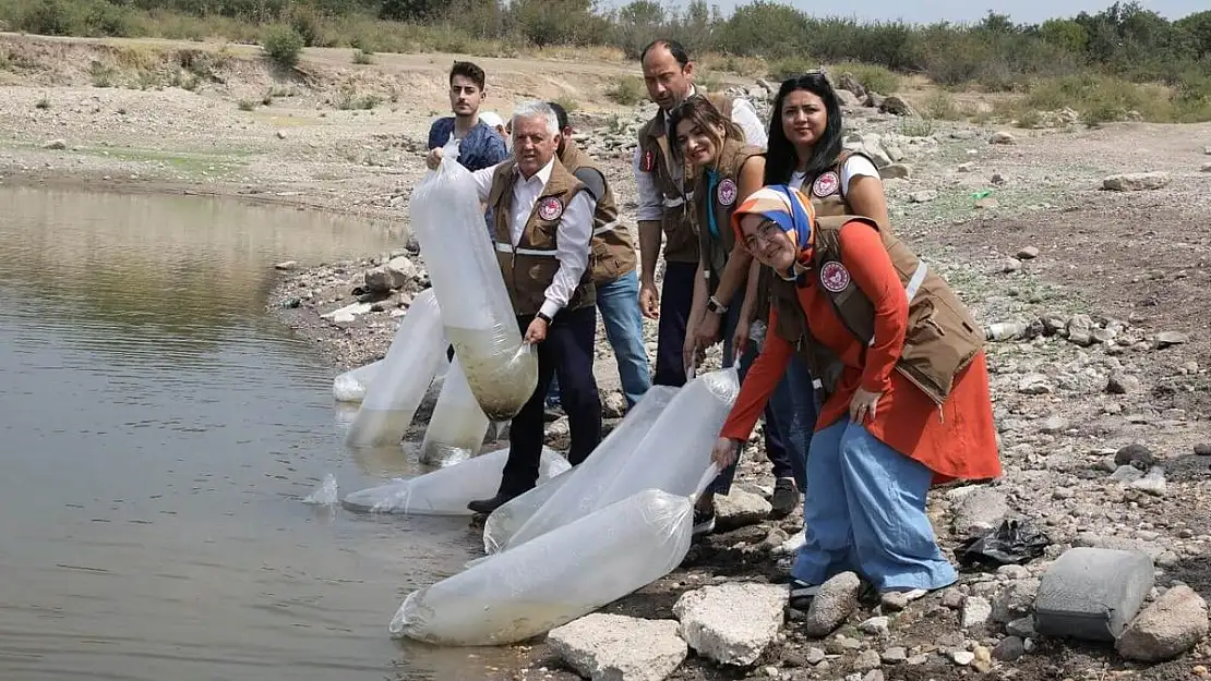 Manisa'da 34 gölete 890 bin sazan bırakıldı