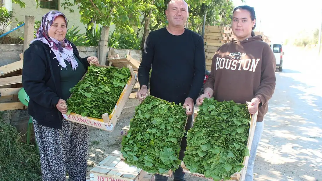 Manisa’da asma yaprağı sezonu başladı