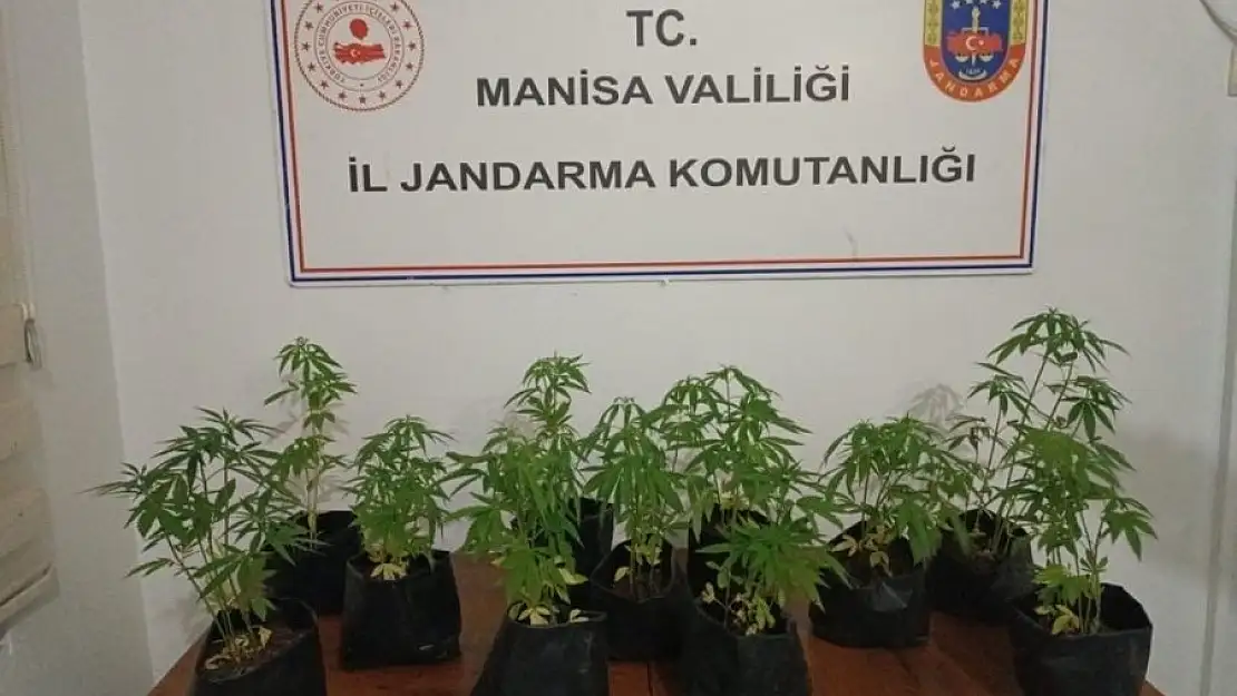 Manisa’da fide halinde 733 kök kenevir ele geçirildi