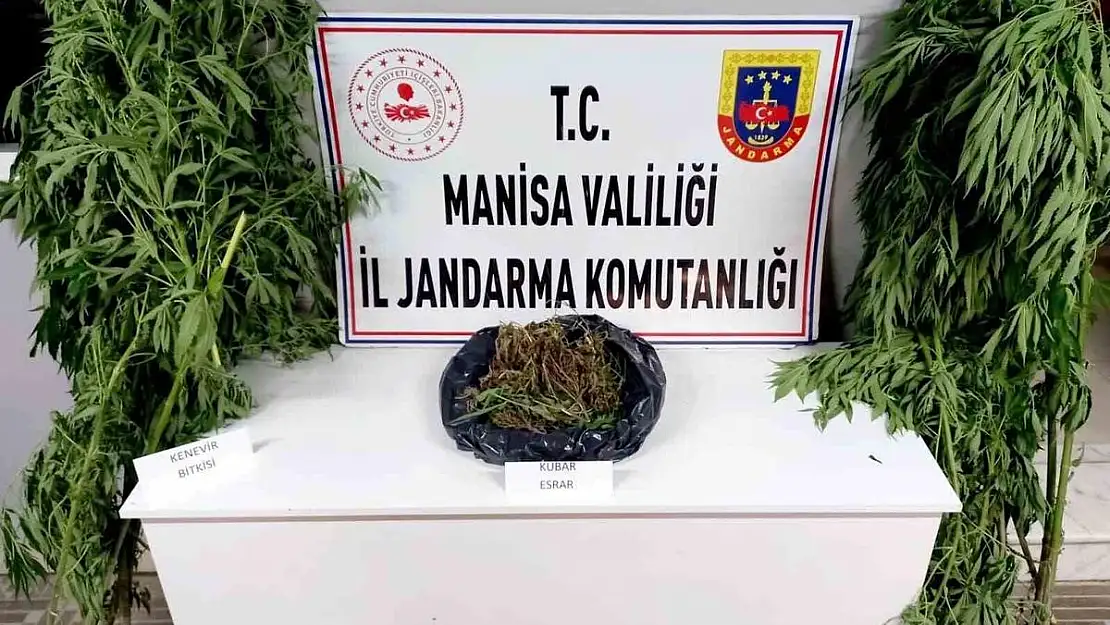 Manisa’da jandarmadan kenevir ve esrar operasyonu