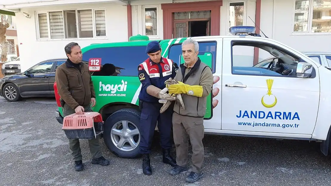 Manisa’da yaralı şahin tedavi altına alındı