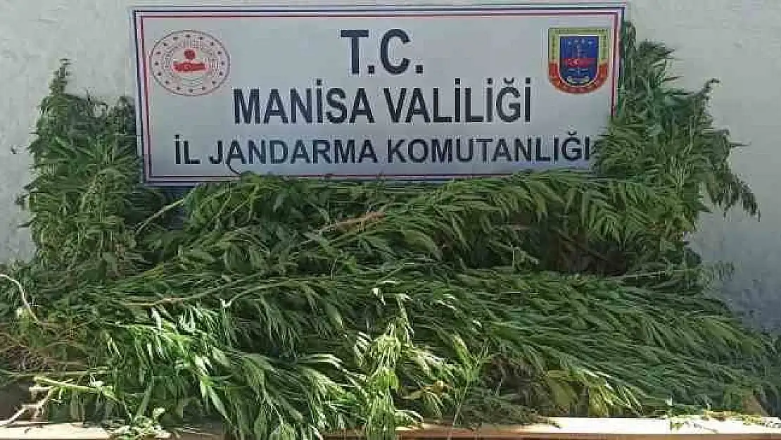 Manisa’da yasadışı kenevir ekimine operasyon