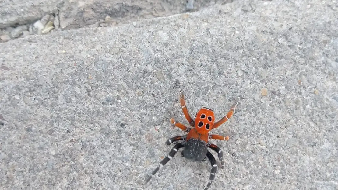 Manisa’da zehirli uğur böceği örümceği görüldü