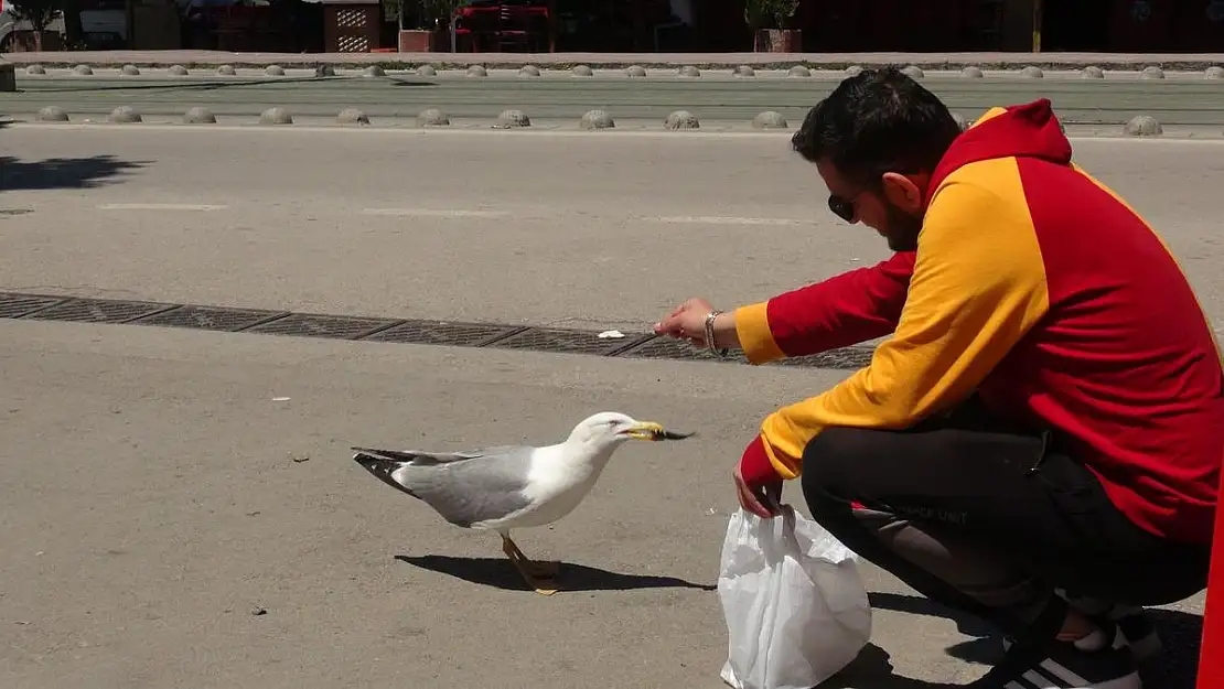 Martı ile esnafın tebessüm ettiren dostluğu