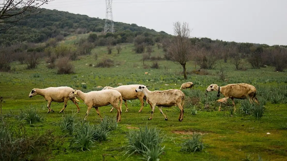 Mera Projesi kapsamında çobanlara destek zamanı