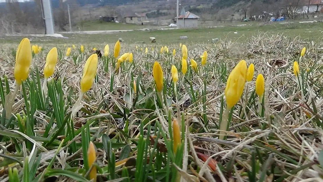 Mevsimler karıştı, bitkiler çiçek açtı!