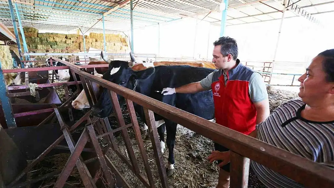 Muğla'da şap aşılaması başladı