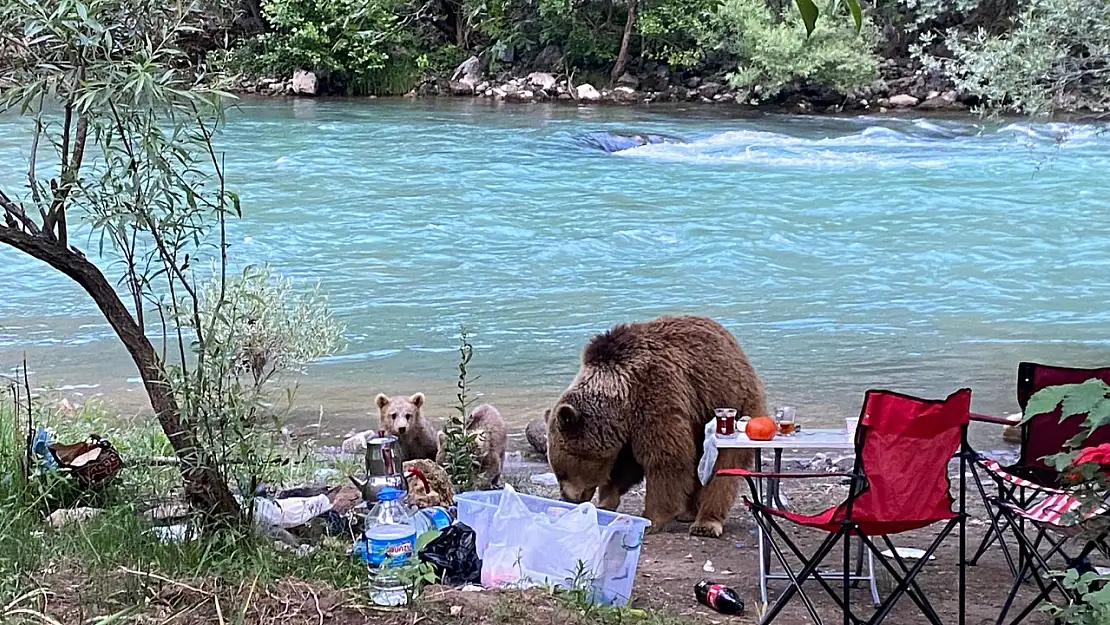 Munzur'da beklenmedik misafirler piknik sofrasına indi!