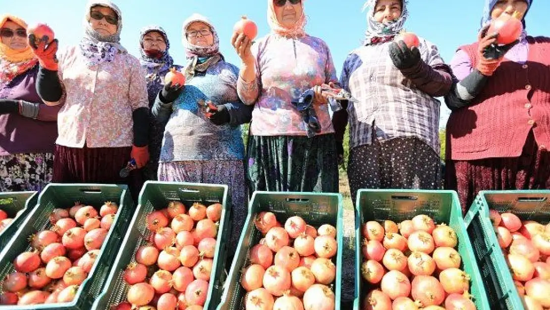 'Nar Neşesi, Şen Tanesi' şenliği bu pazar Zeytinköy'de başlıyor