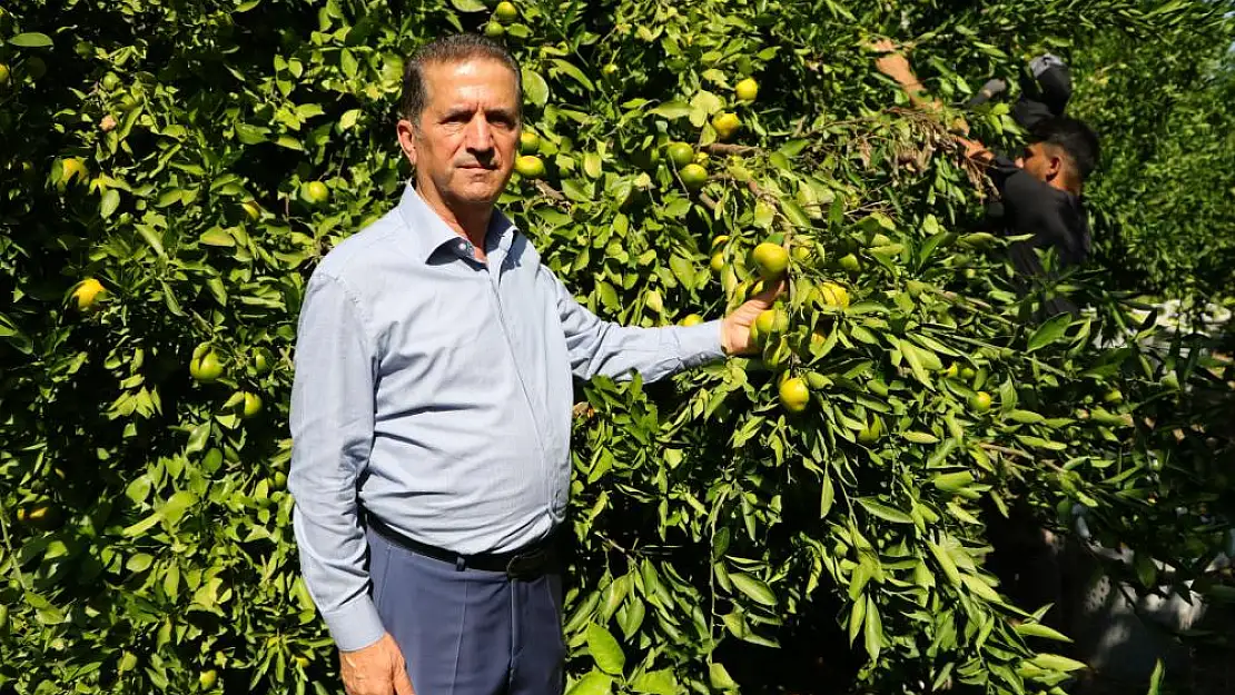 Narenciyede hasat bol, işçi yok