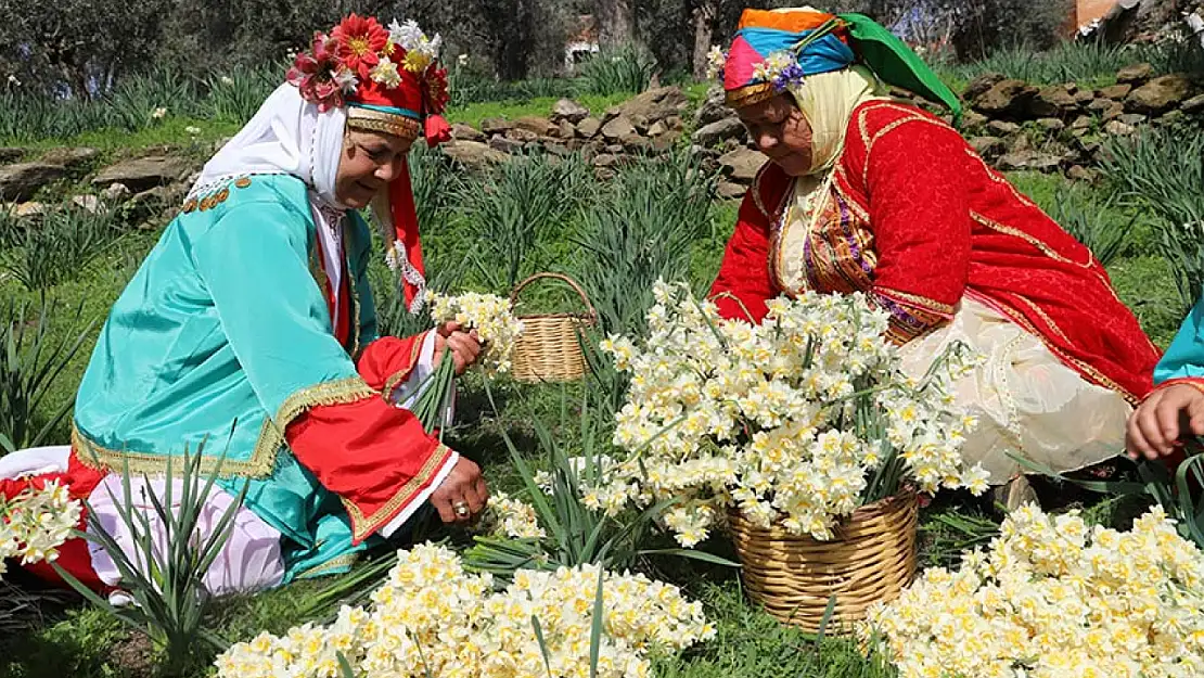 Nergis ve Kuru Çiçek Festivali'nde geri sayım başladı: Tarihi belli oldu mu?