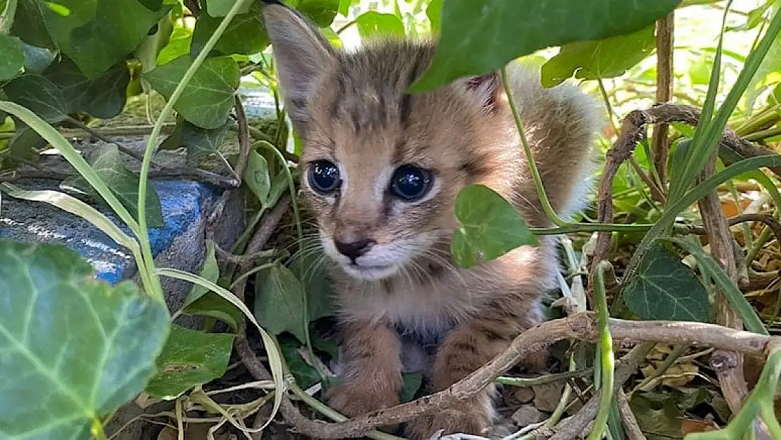 Nesli Tükenmekte olan saz kedisi bulundu