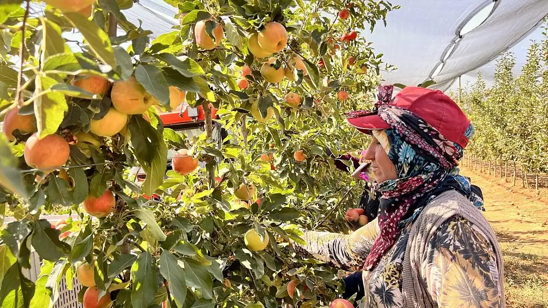 Niğde'de bu yıl 650 bin ton elma rekoltesi bekleniyor