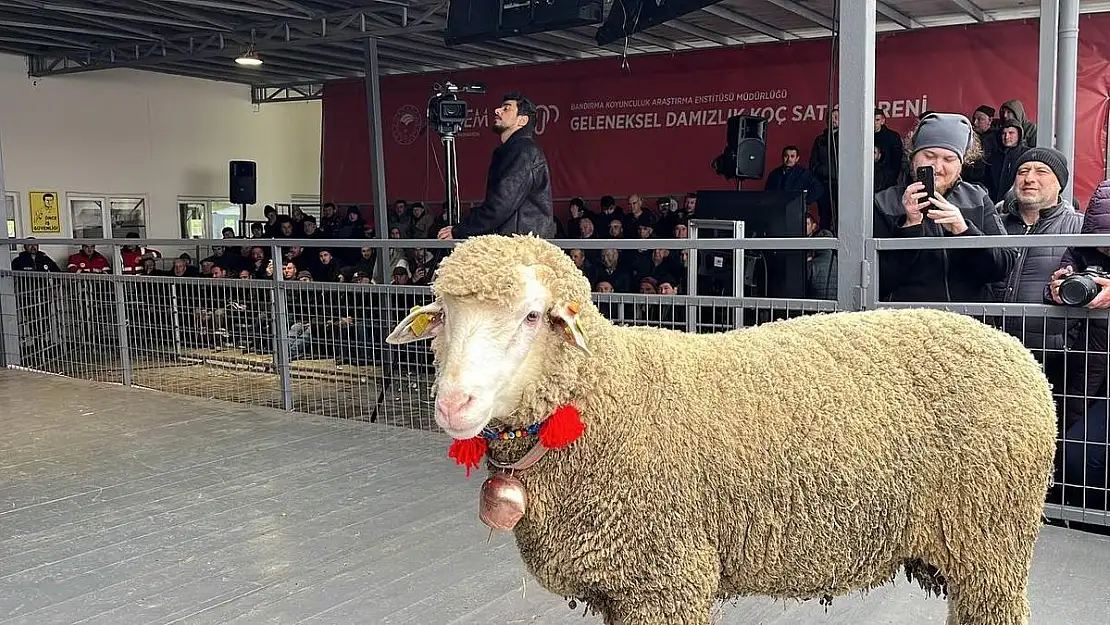 O koyun 150 bin TL’den alıcı buldu!