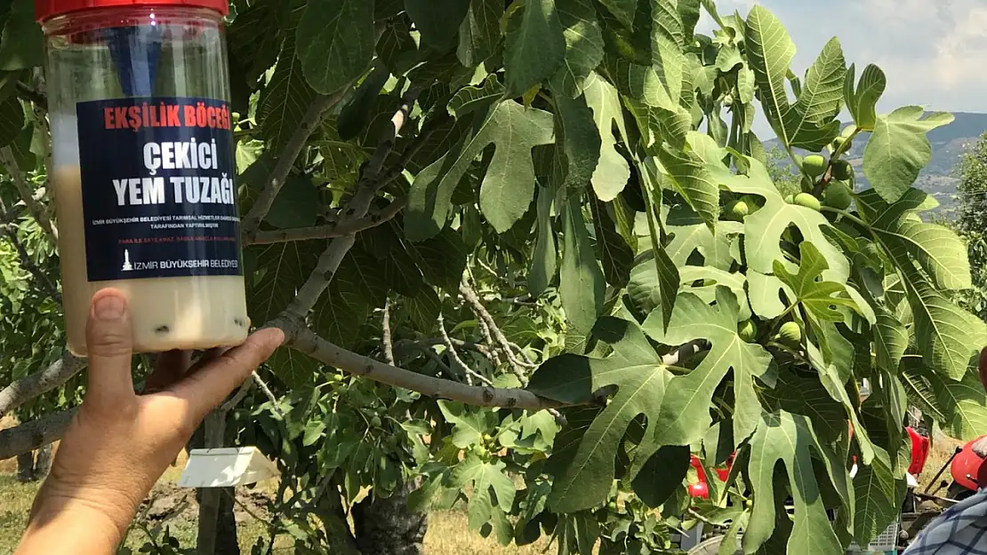 Ödemiş'in incirine Büyükşehir koruması