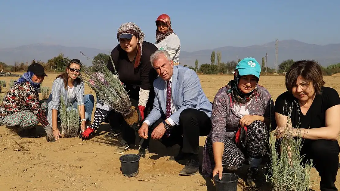 Ödemiş'te Tıbbi-Aromatik Bitki Bahçesi kuruluyor!