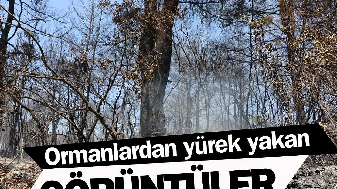 Ormanlardan yürek yakan görüntüler