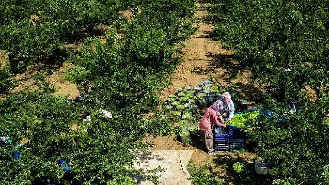 Papaz Eriği'nde hasat başladı