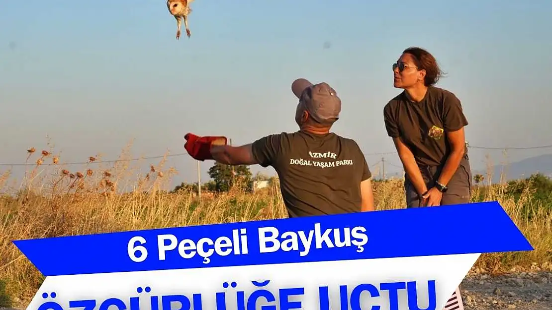 Peçeli baykuşlar özgürlüğe kanat çırptı