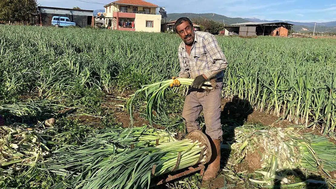 Pırasa hasadı yüz güldürüyor