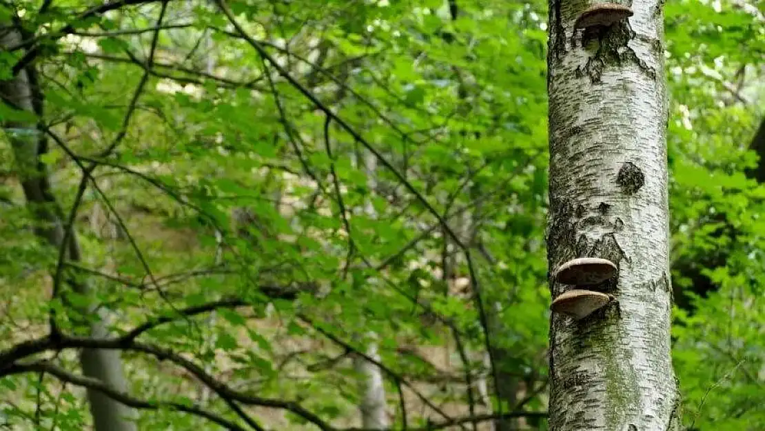 Plastik kirliliğine ağaçlar çare olabilir mi?