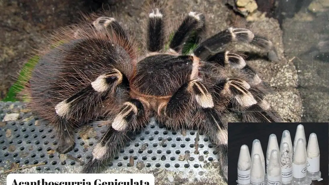 Posta kutusunda tarantula ele geçirildi